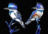 2 Belted KingFishers