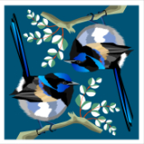 2 Blue Wrens 2.
