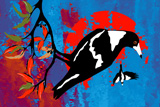 BushFire Magpies 3