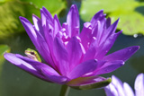 King Of Siam WaterLily