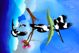 Magpie Gliders 4