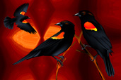 Red Winged Black Birds.
