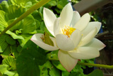 SnowFlake Lotus
