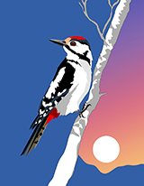 Great Spotted WoodPecker.