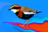 Malayan Banded Pitta 3.