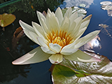 White Delight Waterlily.